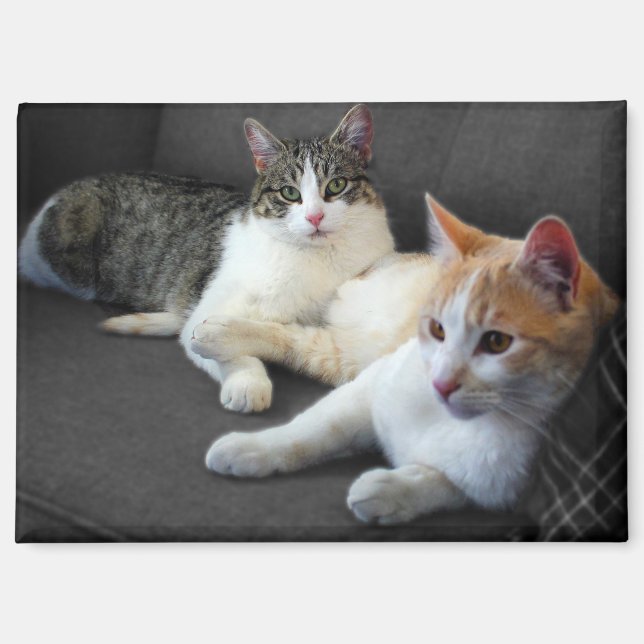 Ein paar Kätzchen Magnet (Vorderseite)