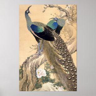 Ein Paar Pfauen im Frühling 1901 Japanische Kunst Poster
