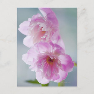 Ein Paar rosafarbener Blume Postkarte