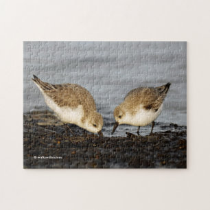 Ein Paar Sanderlings Shares Puzzle