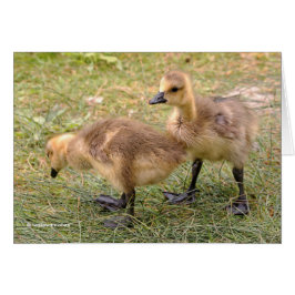 Ein Paar spielerischer kanadischer Goose Goslings