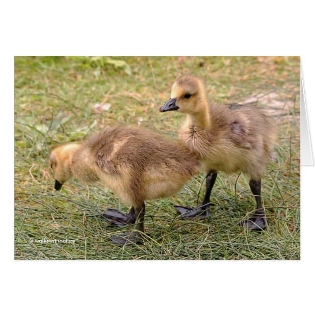 Ein Paar spielerischer kanadischer Goose Goslings (Vorderseite (Horizontal))