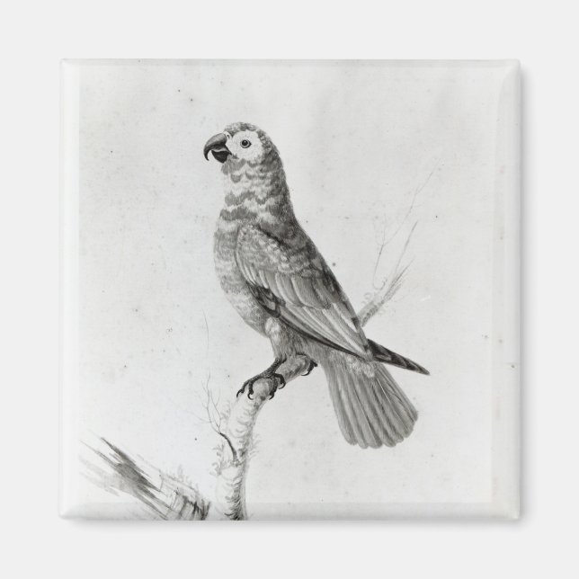 Ein Papagei, 1786 Magnet (Vorne)