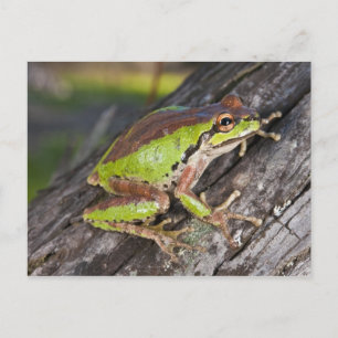 Ein pazifischer Treefrog auf einem Baumstamm Postkarte