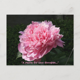 Ein Peony für Ihre Gedanken... Postkarte