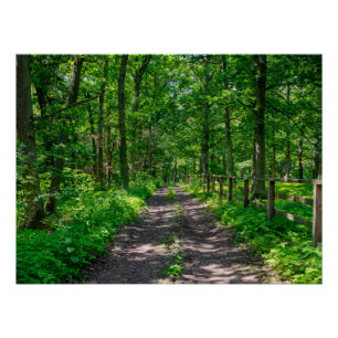 Ein Pfad im grünen Wald Poster