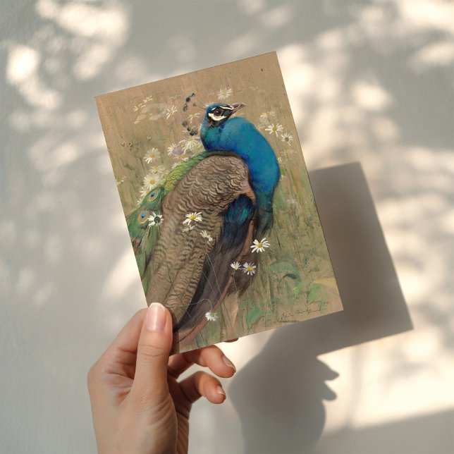 Ein Pfau und Marguerites | Edwin John Alexander Karte (Von Creator hochgeladen)