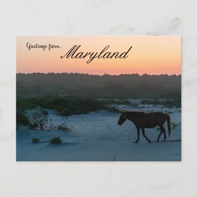 Ein Pferd bei Sunset auf Assateague Island Marylan Postkarte (Vorderseite)