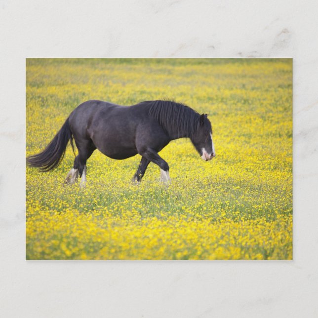 Ein Pferd, das auf einem Feld gelber Blumen spazie Postkarte (Vorderseite)