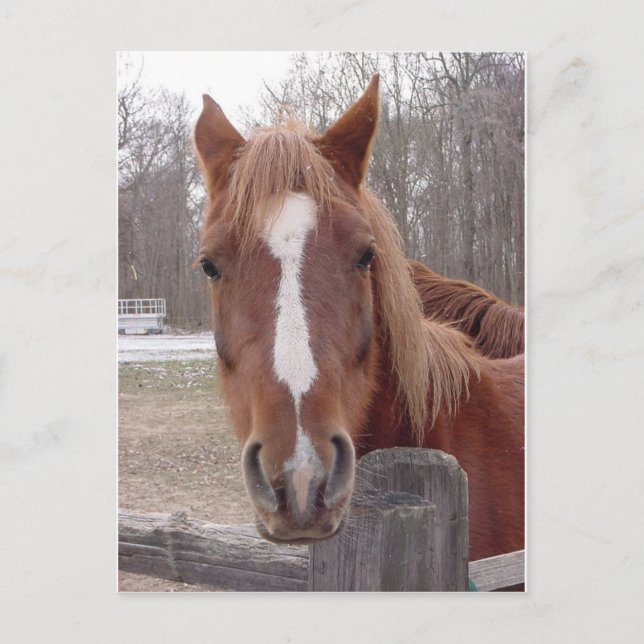 Ein Pferd natürlich Postkarte (Vorderseite)