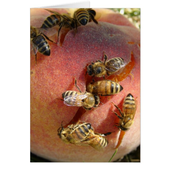 Ein Pfirsich für die Bienen (Vorne)