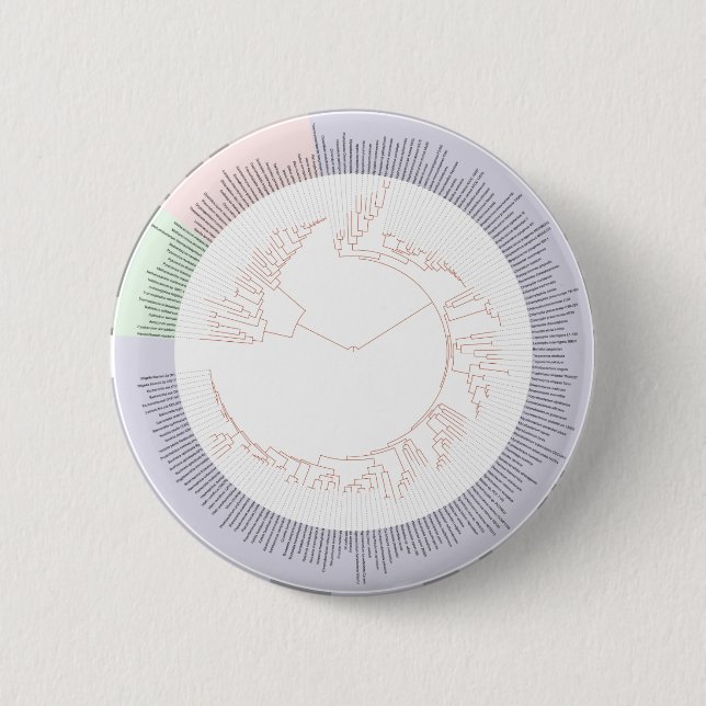 Ein phylogenetischer Baum Button (Vorderseite)