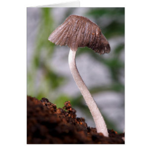Ein Pilz