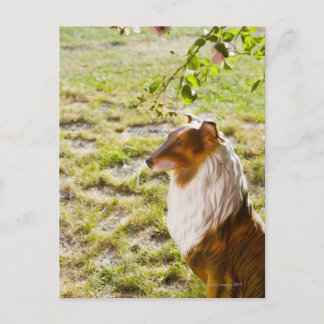 Ein Plastikhund in einem Garten. Postkarte