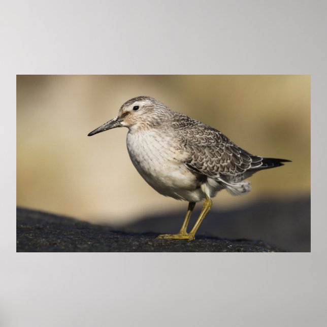 Ein Portrait einer Art Poster (Vorne)