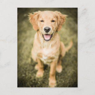 Ein Portrait eines Golden Retriever Welpen Postkarte