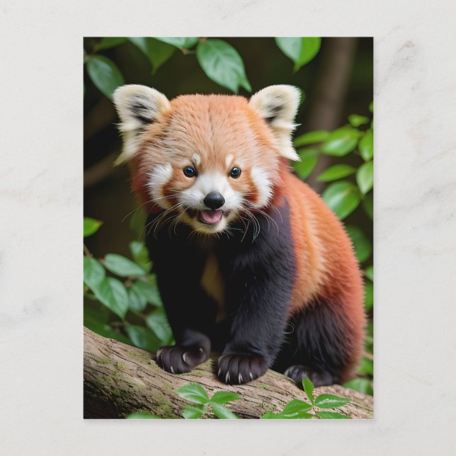 Ein Portrait eines Niedlichen roten Panda Postkarte (Vorderseite)