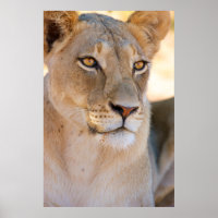 Ein Porträt einer Lioness, die in die Ferne schaut