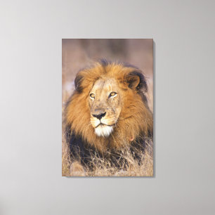 Ein Porträt einer Löwe, die in die Ferne schaut Leinwanddruck