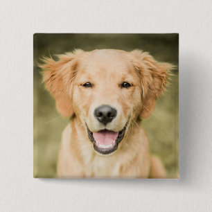 Ein Porträt eines golden retriever-Welpen Button