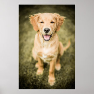 Ein Porträt eines golden retriever-Welpen Poster