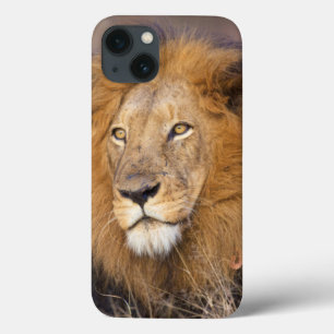 Ein Porträt eines Löwen, der in die Ferne schaut Case-Mate iPhone Hülle