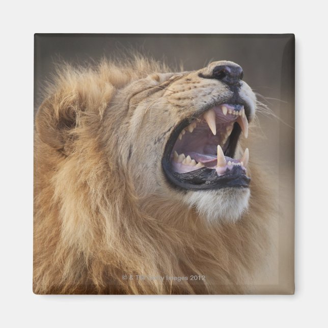 Ein reifer Löwe (Panthera leo) im Savuti Magnet (Vorne)