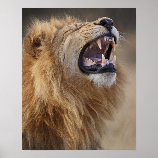 Ein reifer Löwe (Panthera leo) im Savuti Poster (Vorne)