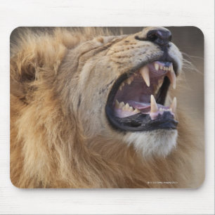 Ein reifer männlicher Löwe (Panthera Löwe) im Mousepad