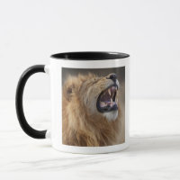 Ein reifer männlicher Löwe (Panthera Löwe) im
