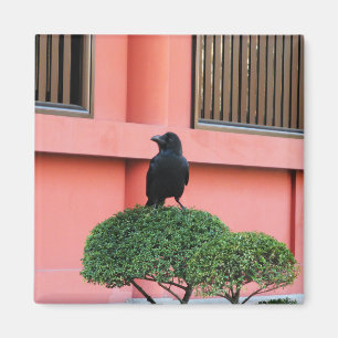 Ein riesiger Dschungel zieht sich auf einem Wolken Magnet