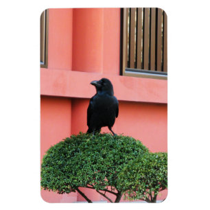 Ein riesiger Dschungel zieht sich auf einem Wolken Magnet