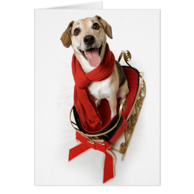 Ein riesiges glückliches Lächeln auf dem Gesicht e (Vorne)