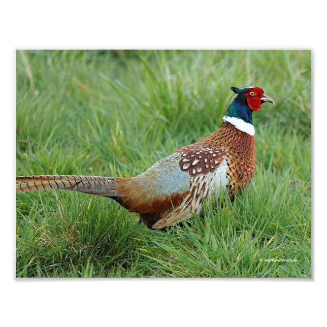 Ein Ring-Necked Pheasant überquert die Straße Fotodruck (Vorne)