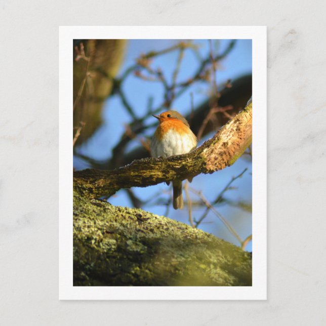 Ein Robin im alten Eichenbaum Postkarte (Vorderseite)