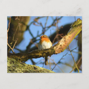 Ein Robin im alten Eichenbaum Postkarte