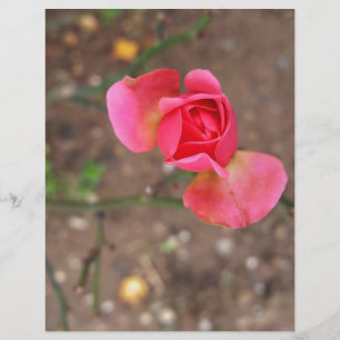 Ein Rosebud im November