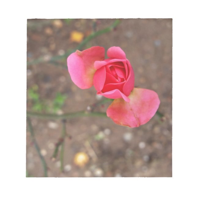 Ein Rosebud im November Notizblock (Vorderseite)