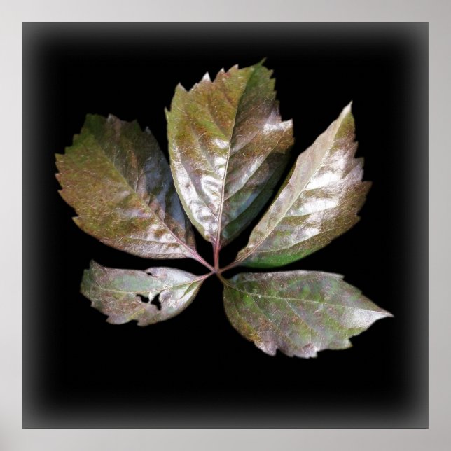 ein rostes Blatt Poster (Vorne)