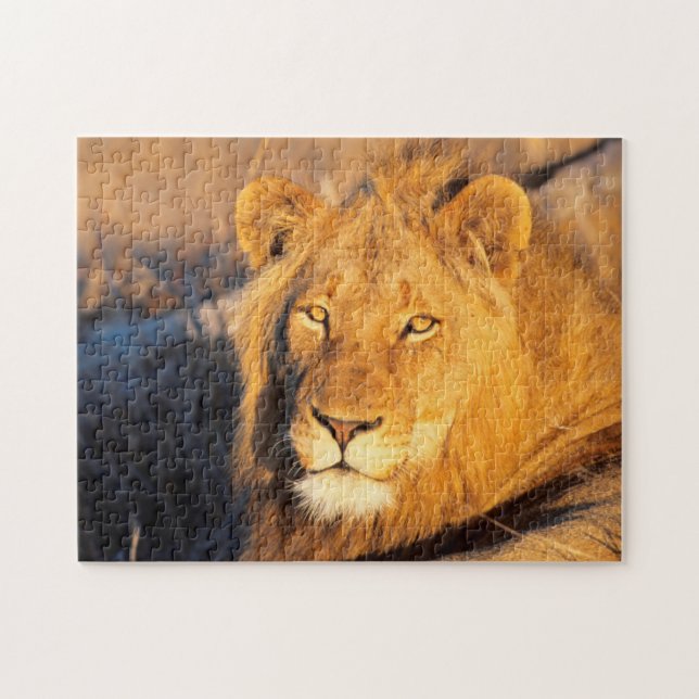 Ein rot gekleideter Löwe, der sich die Kamera ansc Puzzle (Horizontal)