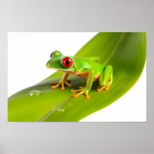 Ein Rotaugen-Laubfrosch Poster