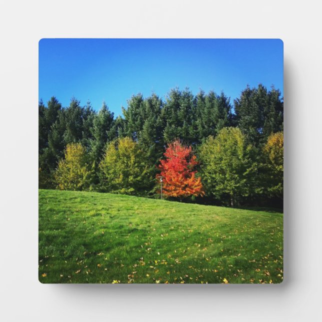 Ein Roter Baum Fotoplatte (Vorderseite)