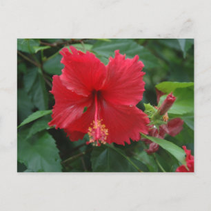 Ein roter Hibiskus Postkarte