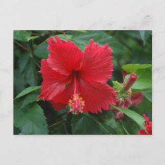 Ein roter Hibiskus Postkarte