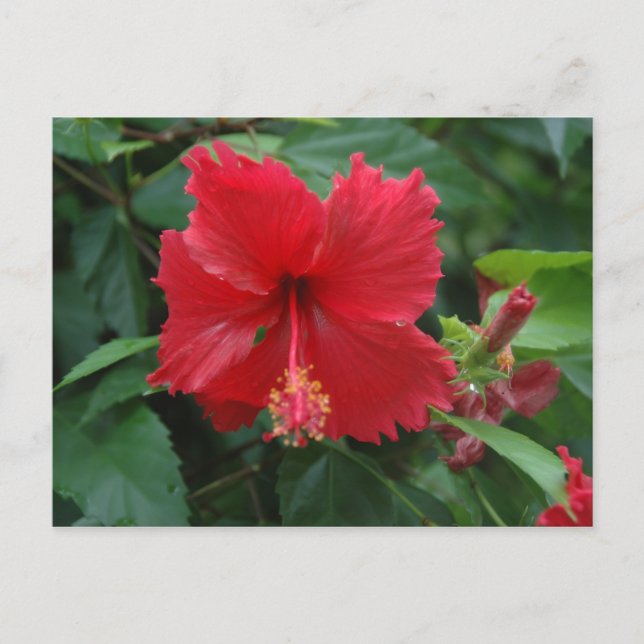 Ein roter Hibiskus Postkarte (Vorderseite)