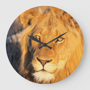 Ein roter Maned Löwe, der die Kamera betrachtet Große Wanduhr