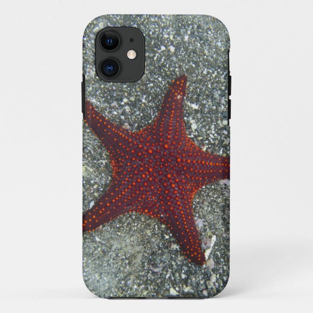 Ein roter Starfish | Galapagos, Equador Case-Mate iPhone Hülle (Rückseite)