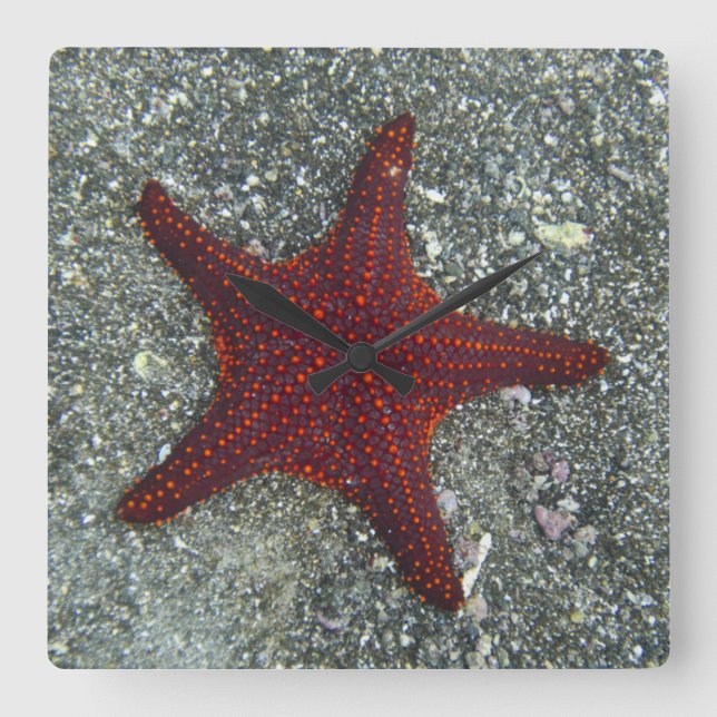 Ein roter Starfish | Galapagos, Equador Quadratische Wanduhr (Vorderseite)