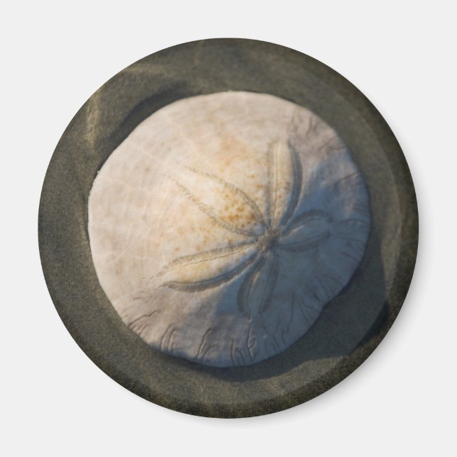 Ein Sand Dollar am Strand Magnet (Vorne)