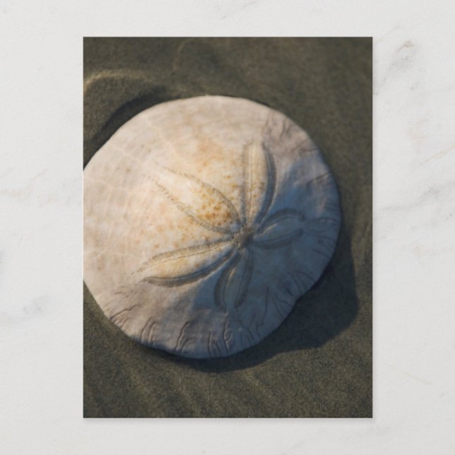 Ein Sand-Dollar auf dem Strand Postkarte (Vorderseite)